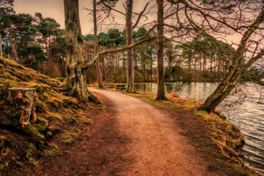 Mature beech and pine beside a waterside path in Cumbria, the kind of tree cover that fills Wetheral's valley gutters every autumn