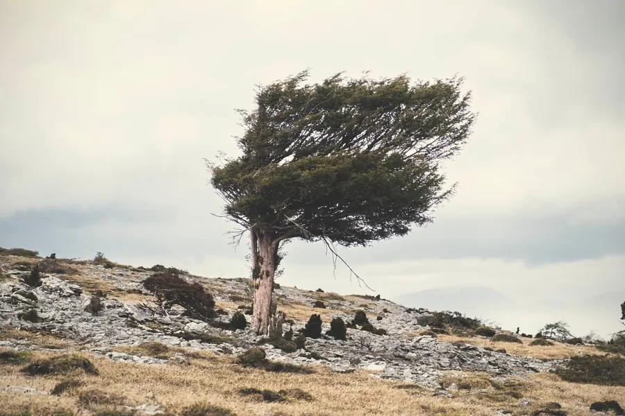 Tree shaped by the prevailing south-westerly wind on exposed ground in Cumbria near Carlisle