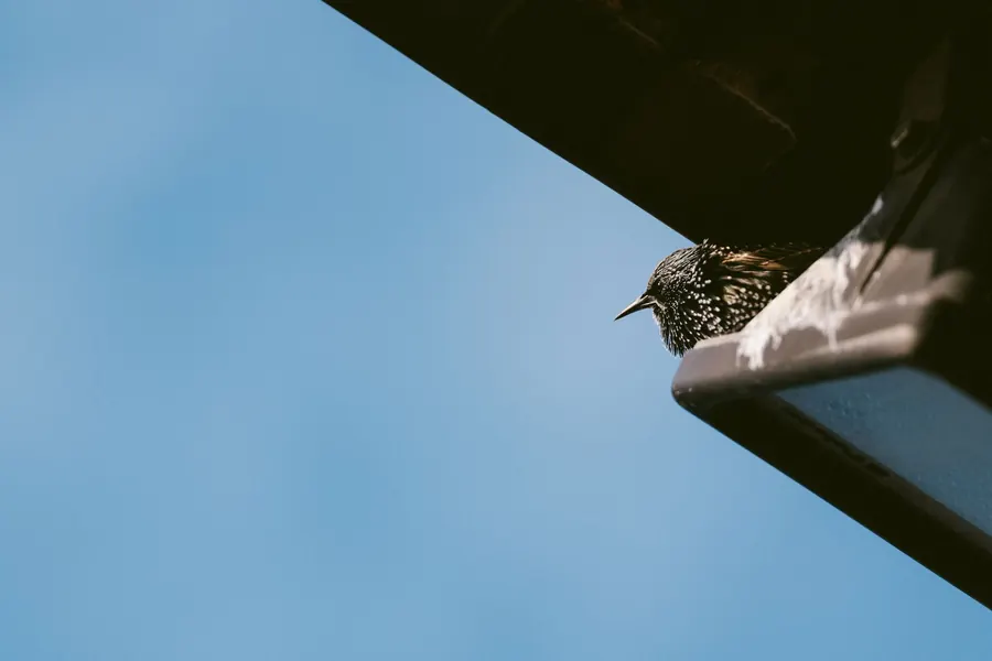 A starling perched at the corner of a roof edge, one of the birds that nests behind loose fascias and soffits