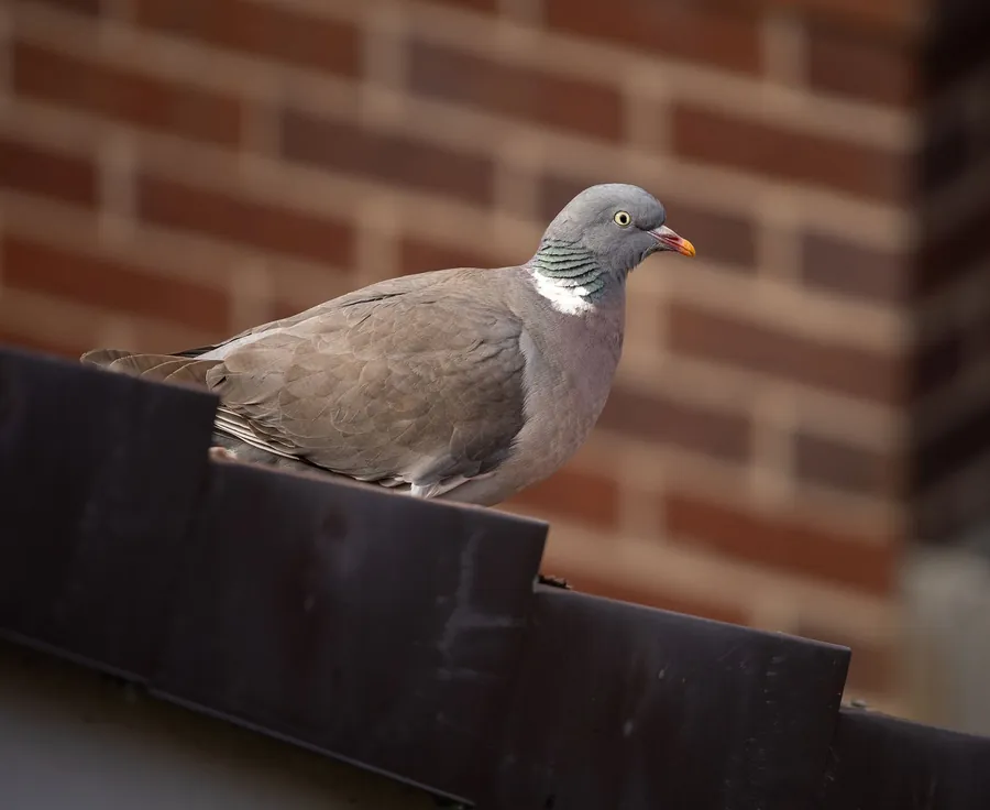 A wood pigeon perched on a roof edge against brickwork, the sort of bird that nests in the gap under solar panels on Carlisle roofs