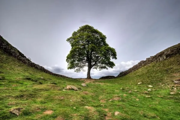 Hadrian's Wall country with the famous lone sycamore, the landscape around Birdoswald Roman Fort