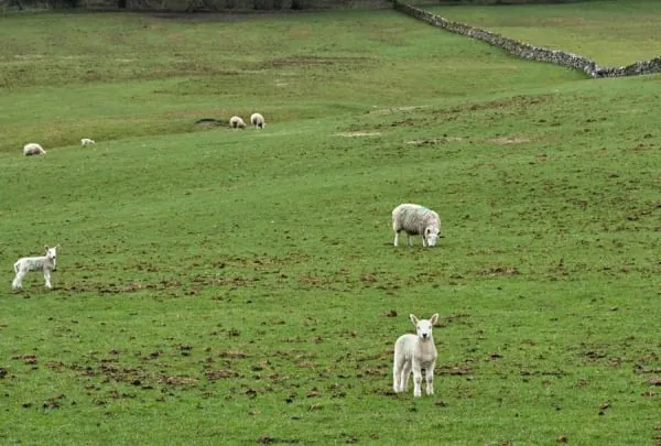 Sheep and lambs grazing against a drystone wall, the working border farmland around Longtown