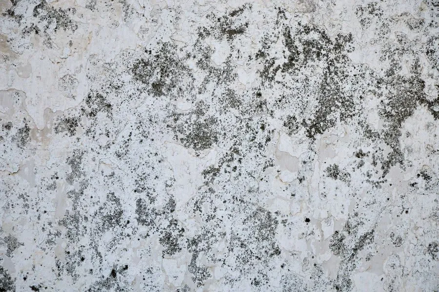 A weathered wall with peeling paint and moss growth, the result of years of water off a leaking gutter
