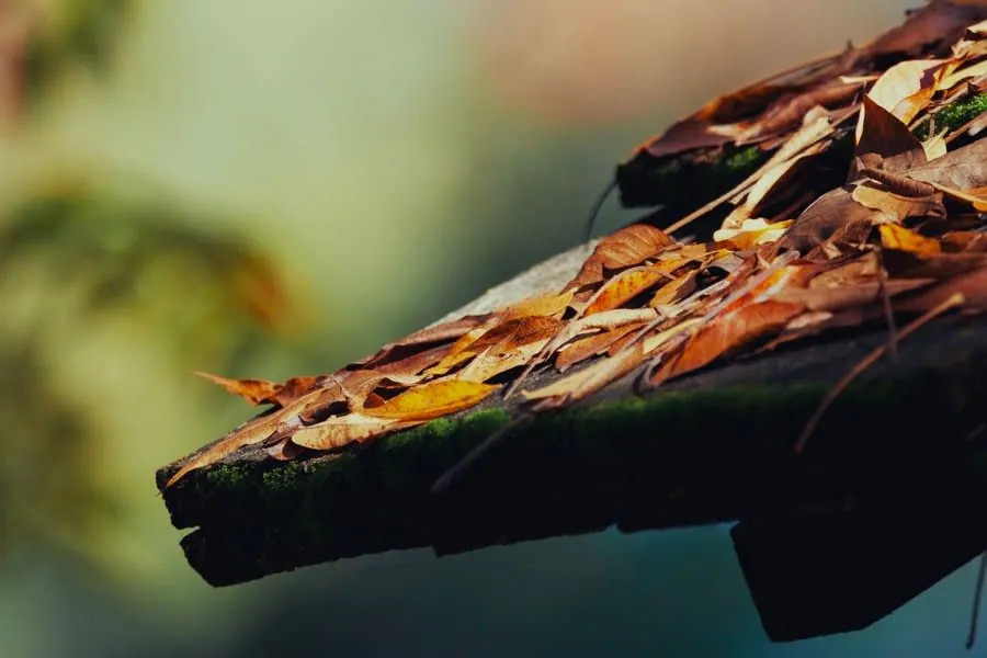 Dead leaves and moss collected on a roof surface, the debris that ends up blocking Carlisle gutters