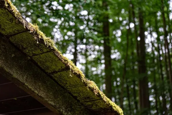 Gutter choked with moss and debris, guaranteed trouble under Kendal's rainfall