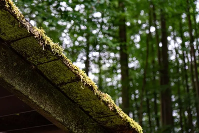 Moss debris filling a roof gutter, the follow-on problem every shaded Dalston roof produces