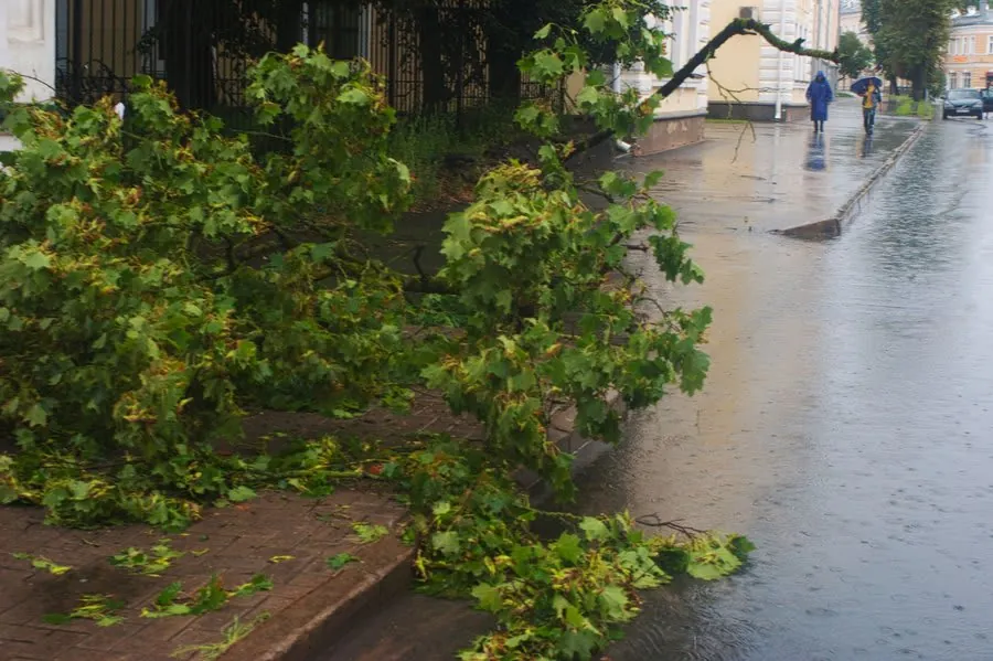 A tree brought down across a road during a storm