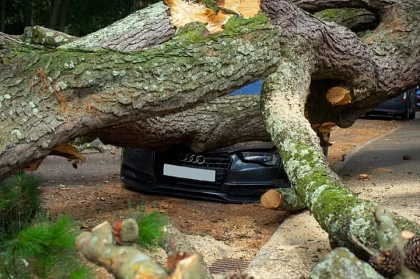 Storm aftermath with a fallen tree, the kind of damage Solway gales leave through Gretna